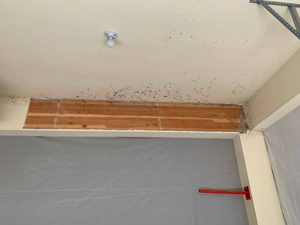 Best Crawl Space Mold Remediation  in USA